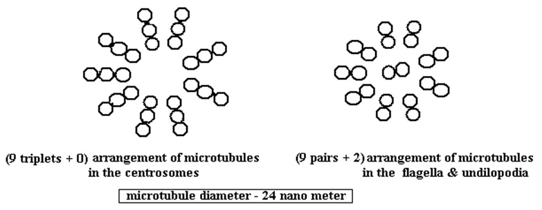 microtubule-diameter