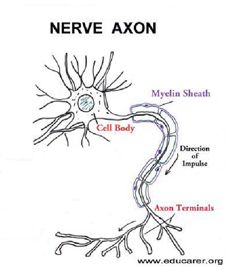 nerve-axon