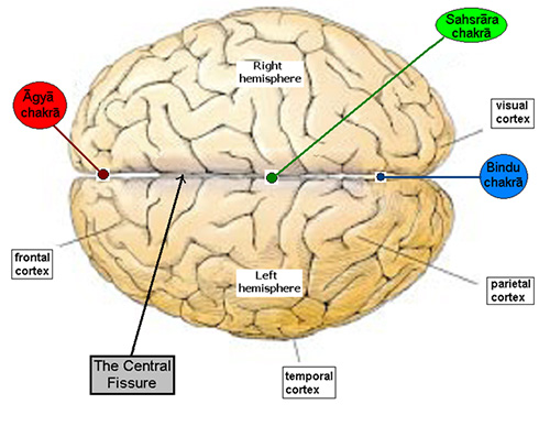 top-view-brain